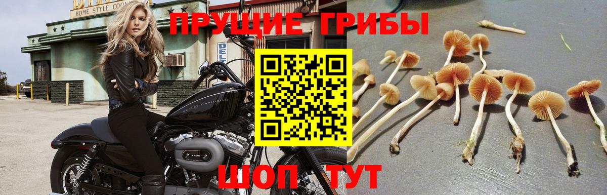 Псилоцибиновые грибы ЛСД Кимовск